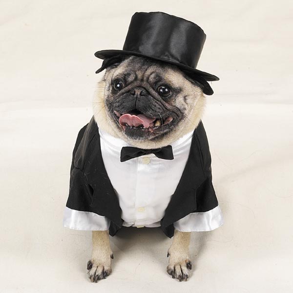 pug in a top hat