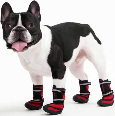 dog boots in store