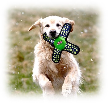 kong ballistic gliderz